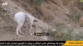 ‏طبق اعلام شبکه ۳ در مستند دومینو ، دلیل کاهش جمعیت دارکوب ها در ایران، افزایش سگ های بی سرپرست در طبیعت است .