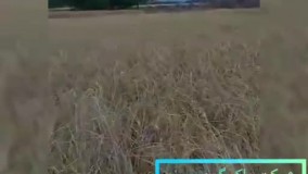 تاثیرات پلکسومین پلنت آهن و روی