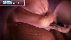 هفته چهل و یکم بارداری