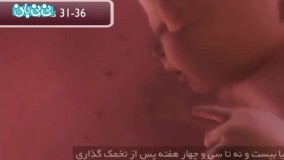 هفته سی و چهارم بارداری