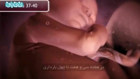 هفته سی و هفتم بارداری