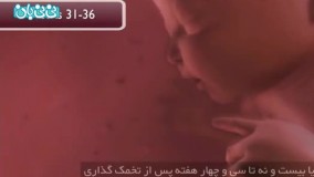 هفته سی و یکم بارداری