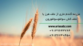 خلاصی از شر انواع علف هرز مزرعه گندم با علف کش سولفوسولفورون