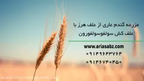 خلاصی از شر انواع علف هرز مزرعه گندم با علف کش سولفوسولفورون