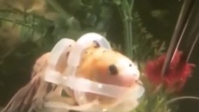 جلیقه مخصوص به ماهی معلول  زندگی دوباره داد