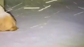 اتفاقی نادر؛ بارش برف در شمال عربستان