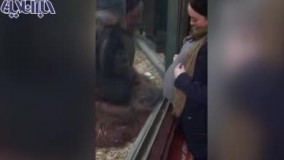 واکنش حیرت‌انگیز و خیره‌کننده یک اورانگوتان به زن حامله