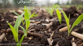 علف کش استوکلر، علف کش انتخابی ذرت | Acetochlor