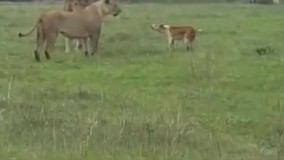 حمله شجاع ترین سگ دنیا به شیر نر و ماده