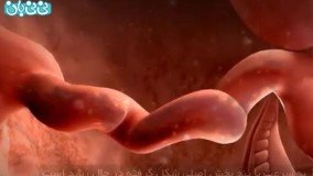 هفته هفتم بارداری