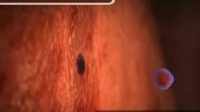 هفته چهارم بارداری