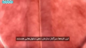 هفته پنجم بارداری