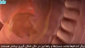 هفته ششم بارداری