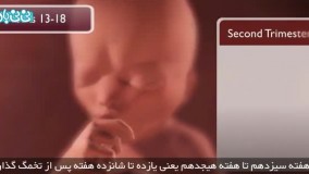 هفته سیزدهم بارداری