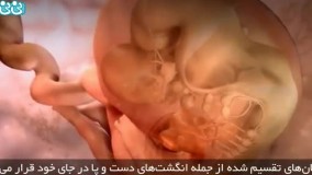 هفته دهم بارداری