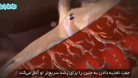 هفته یازدهم بارداری