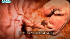 هفته هشتم بارداری