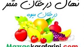 نهال شناسنامه دار میوه 09915131382 مزرعه کارآفرینی