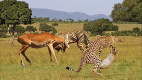 حمله یوزپلنگ ها برای شکار غزال