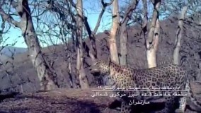 حیات وحش منطقه  البرزی مرکزی