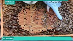 نحوه استفاده از مواد هیدروکربنه در تغذیه زنبور عسل