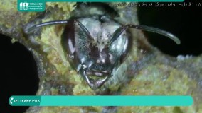 آشنایی با اجزاء تشکیل دهنده کلنی زنبور عسل