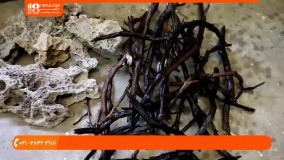 آکواریوم به چند نوع تصفیه نیازمند است ؟