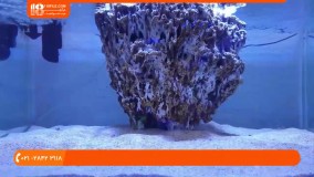 آشنایی با سازگاری انواع ماهی ها به فضای آکواریوم