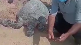 رها کردن یک لاک پشت در آبهای خلیج فارس