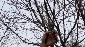 آموزش باغبانى : هرس و نگهداری از درخت خرمالو