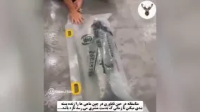 بسته‌ بندی ماهی زنده در چین !