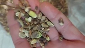 فروش انواع پسته و مغز پسته با ضمانت