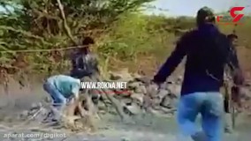 لحظه خطرناک رها کردن توله شیر از تله شکارچیان