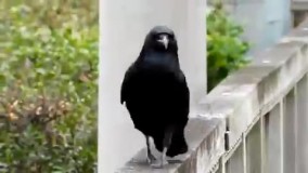 محبوب‌ترین کلیپ اخیر در رسانه‌های ژاپن