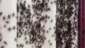 استرالیا در اشغال عنکبوت‌ های سمی