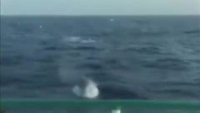 در تعقیب نهنگ‌ های قاتل