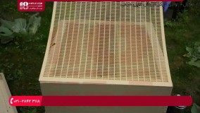 آموزش گرفتن بچه زنبور عسل از درخت