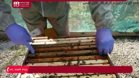 آموزش زنبورداری مدرن _ پرورش زنبور عسل