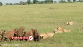 ربودن طعمه کفتارها توسط یک گله شیر