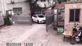 کلیپ جالب از سگ