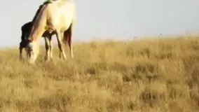 حمله ناموفق پلنگ به کُره اسب در گلستان