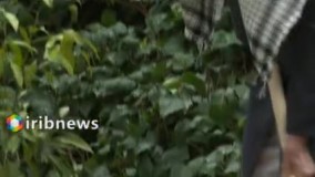 کاشت دو نهال میوه توسط رهبری