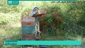 چگونگی تقویت جمعیت کندو ضعیف در بهار