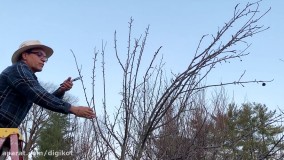 آموزش باغبانى ؛ هرس زمستانى درخت سيب
