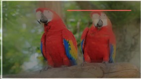 تربیت طوطی - نشانه بیماری پرنده