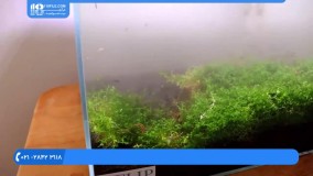 تکنیک نگهداری از آکواریوم بزرگ در منزل