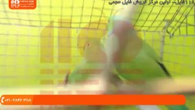 تربیت طوطی - تشخیص جنسیت طوطی سبز