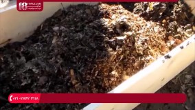 Grow Morel Mushrooms Start to Finish with Updates پرورش قارچ مورل از ابتدا تا انتها