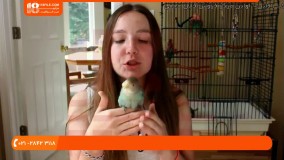 آموزش تربیت طوطی - نکته حیاتی