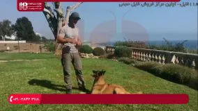 تربیت سگ - سه اشتباه بزرگ در آموزش سگ و نحوه اجتناب از آنها